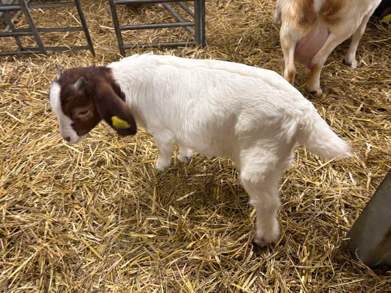 Billede 7 - Boer kid