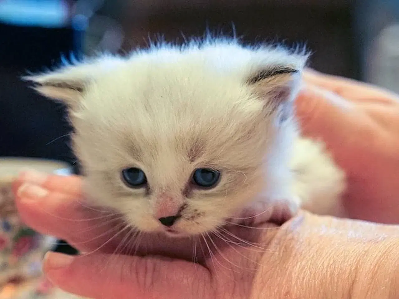 Billede 4 - Lækker ragdoll dreng med sjælden maske