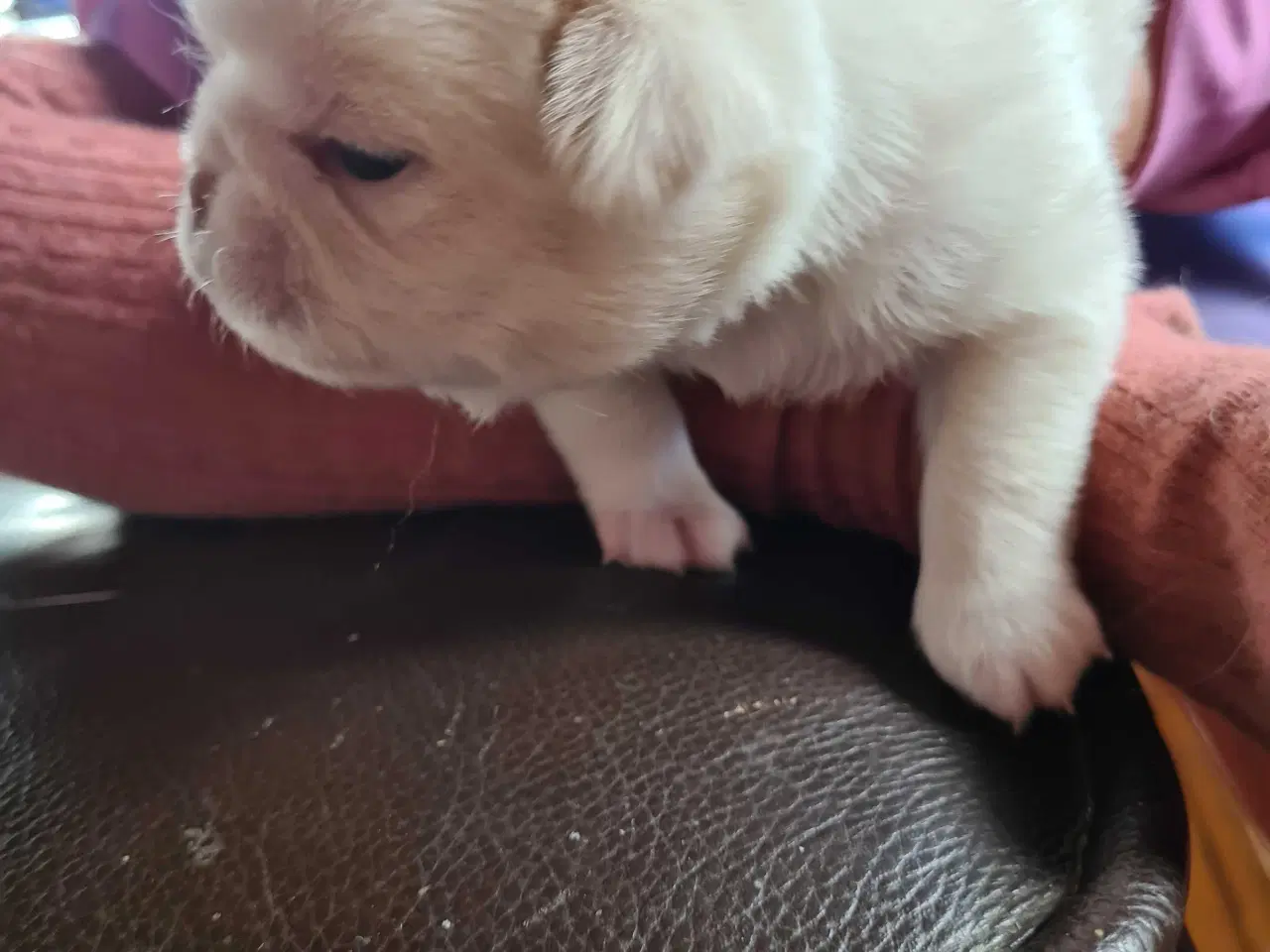 Billede 9 - Japanese chin hvalpe 