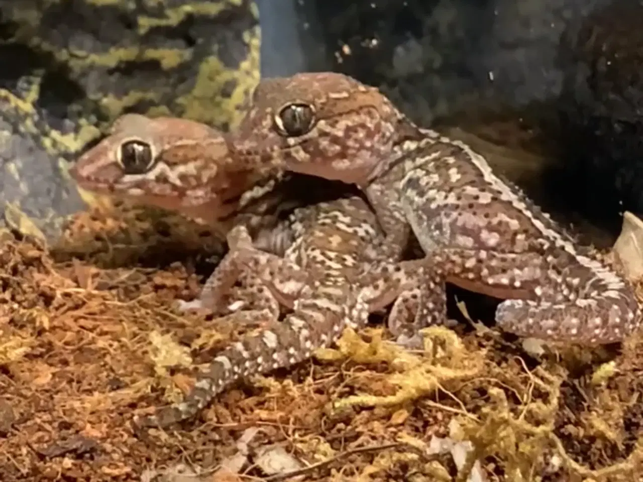 Billede 1 - Paroedura Pictus (Ocelotgekko)