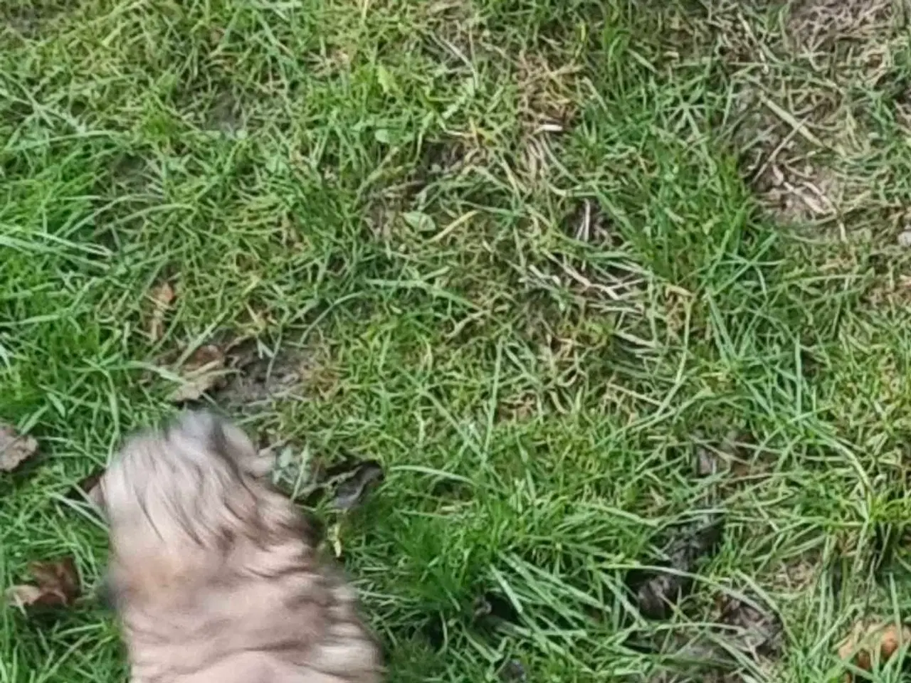 Billede 17 - Smuk dreng tilbyder parring