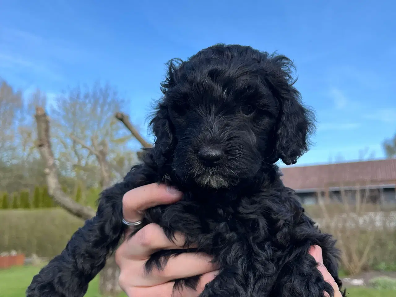 Billede 7 - Cockerpoo / cockapoo f1b