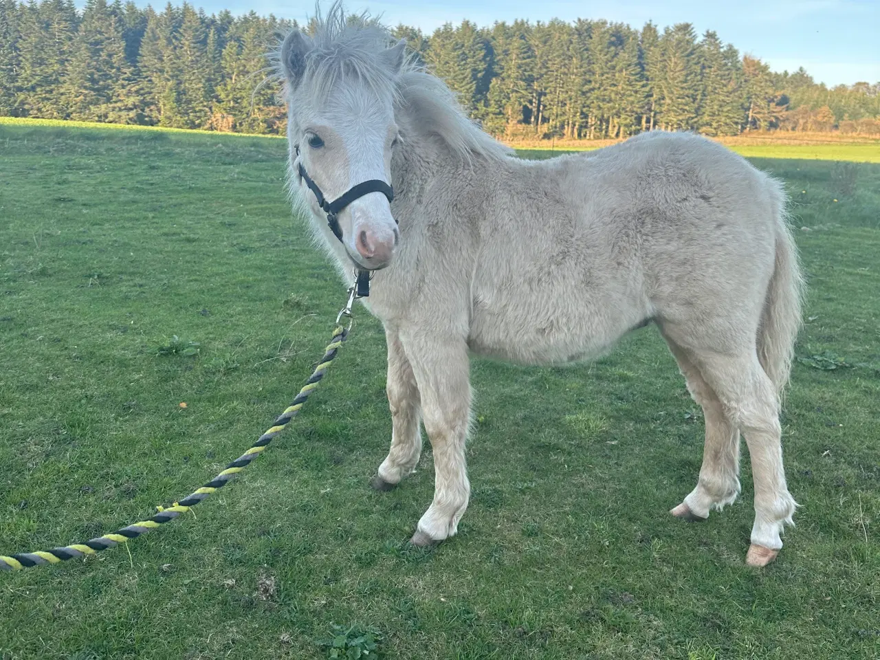 Billede 4 - Palomino hingste føl