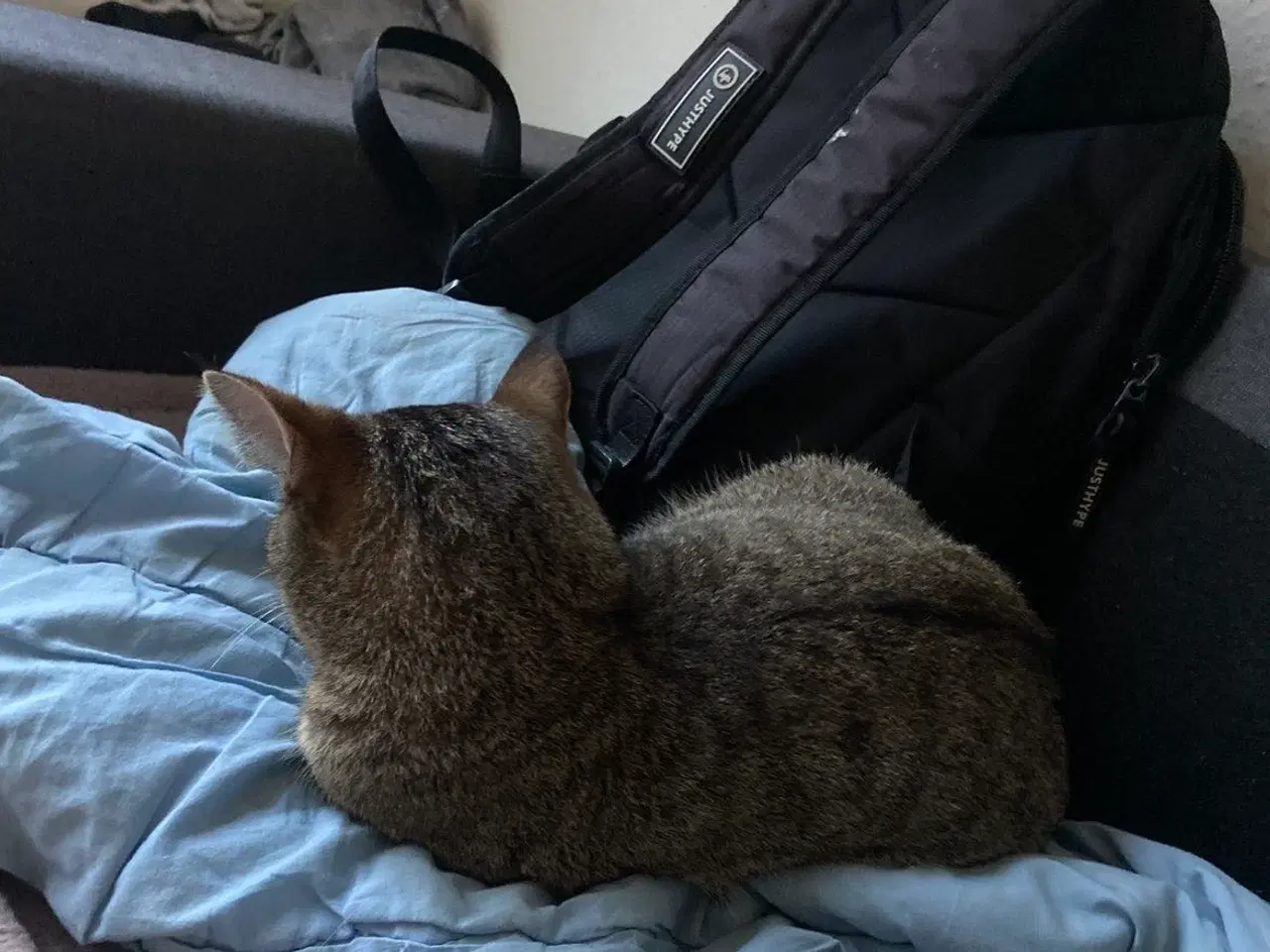 Billede 1 - Min elskede kat