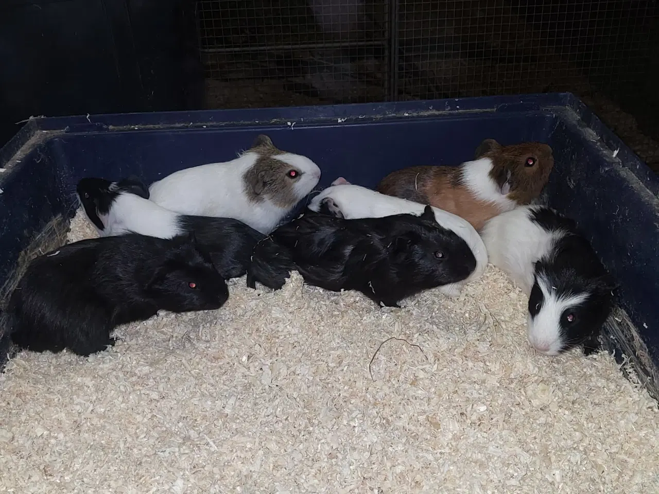 Billede 1 - Marsvin hunner sælges 