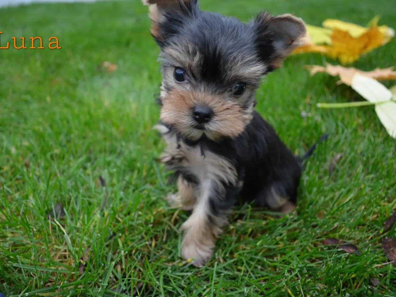 Billede 7 - Skønne Yorkshire Terrier hvalpe til salg!