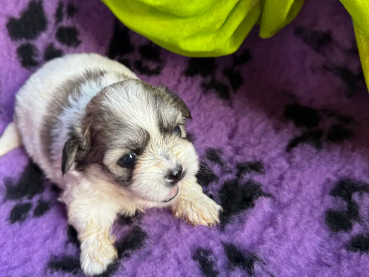Billede 9 - Shih  tzu-mor/ Coton de Tulear-far