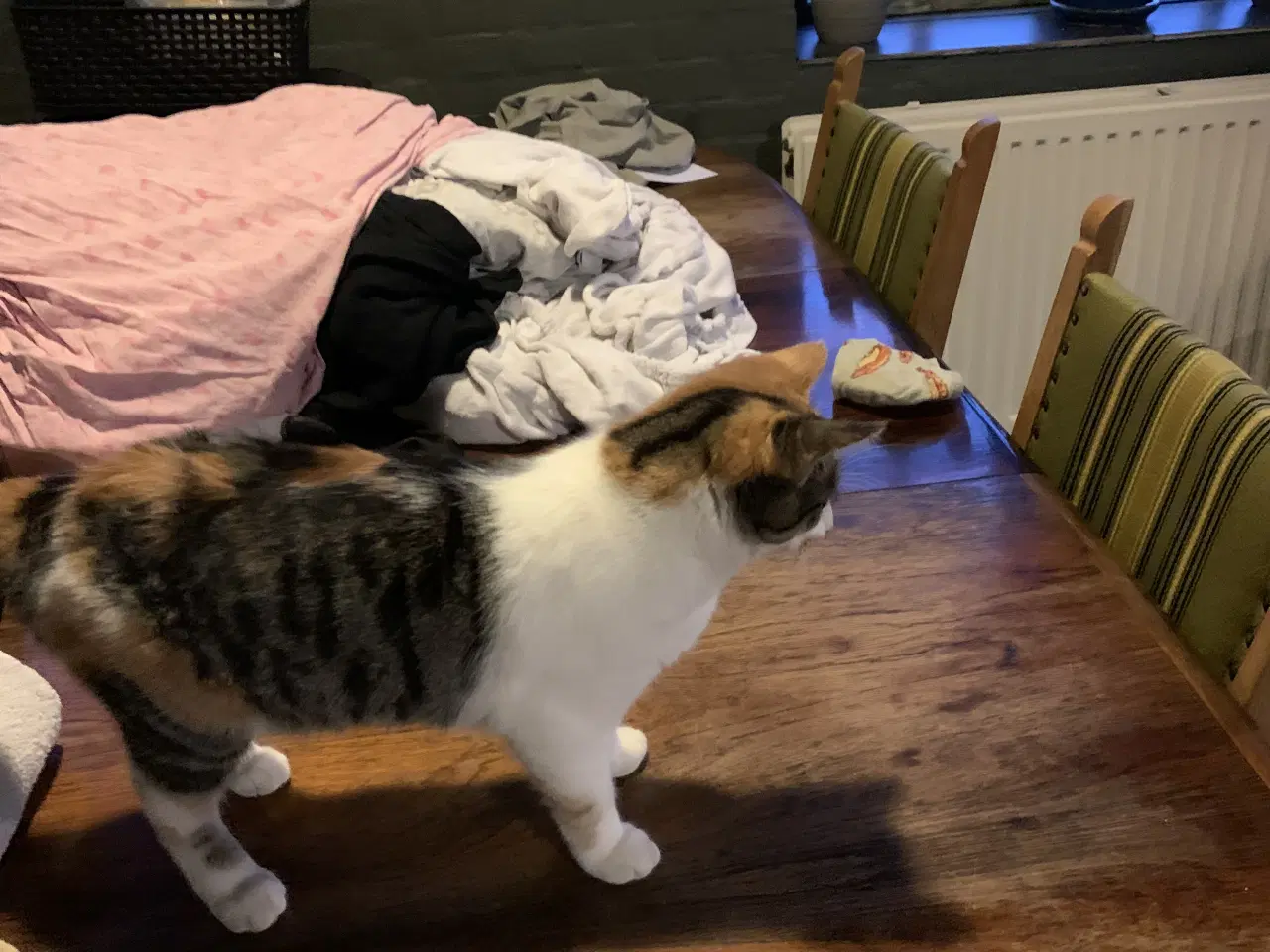 Billede 2 - hun kat mangler nyt  hjem 