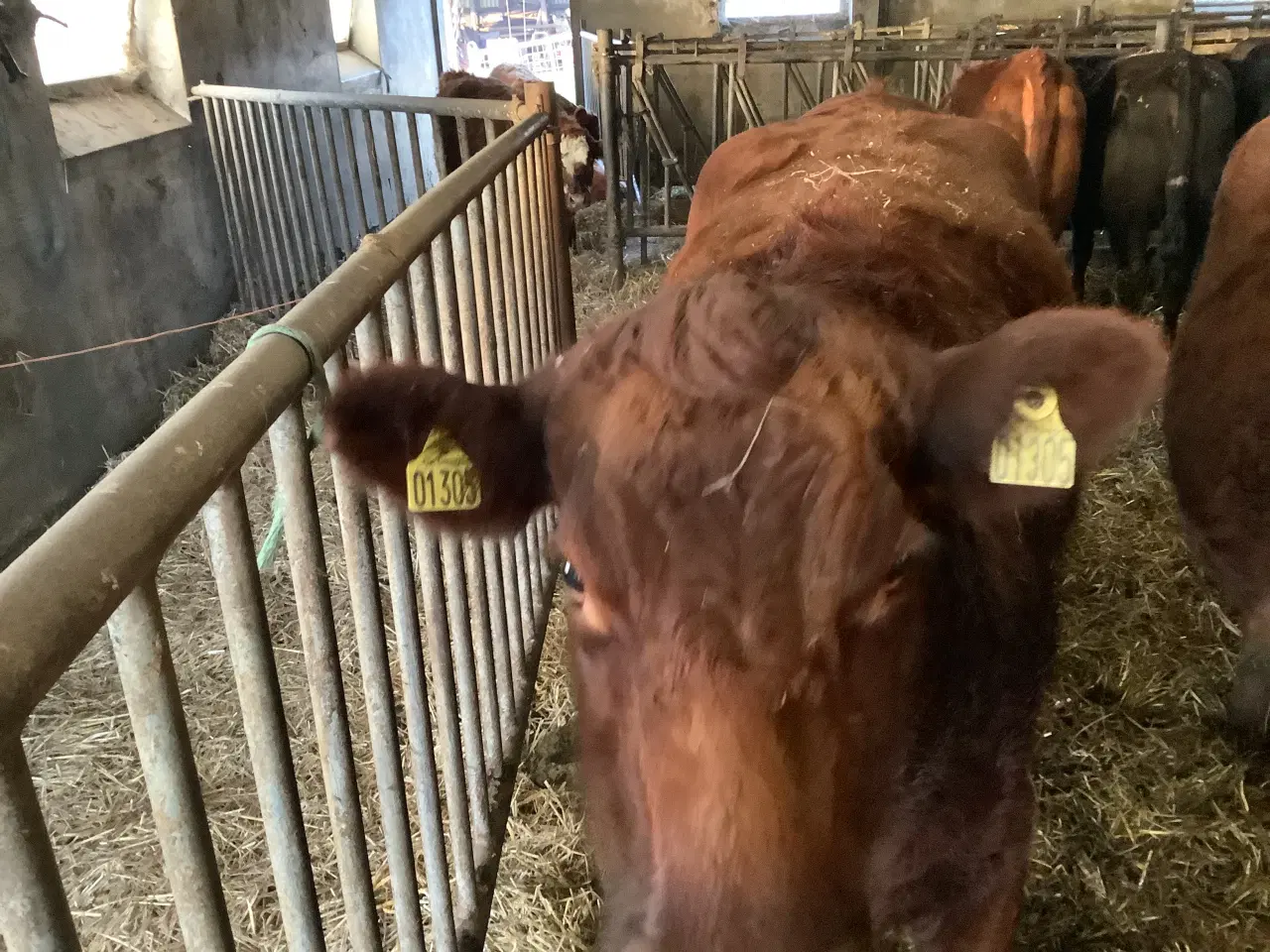 Billede 3 - Ammekøer