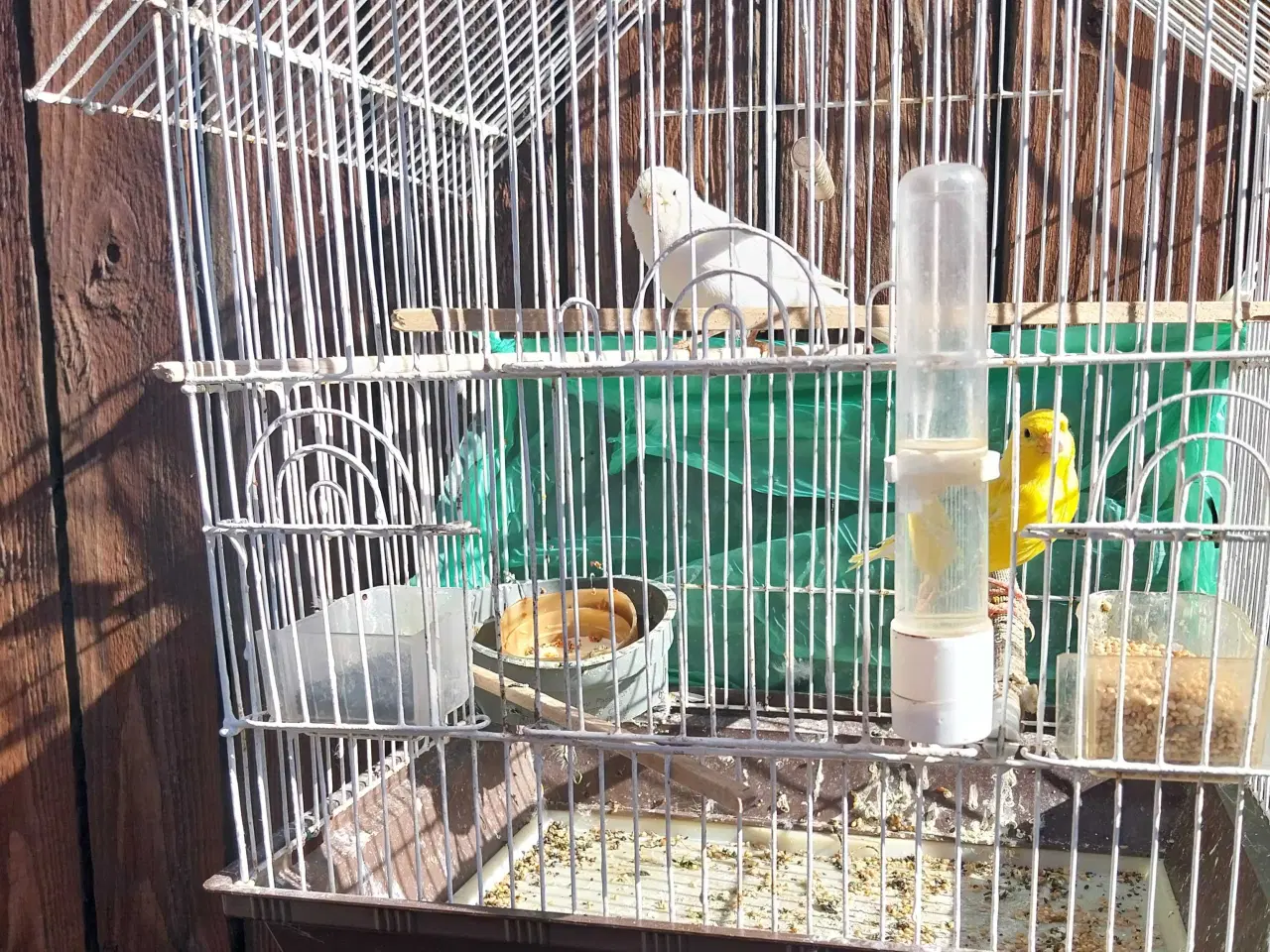 Billede 2 - 2 stk kanariefugle