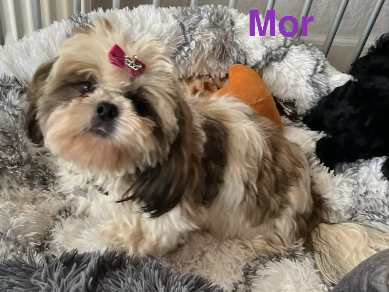 Billede 20 - Shih  tzu-mor/ Coton de Tulear-far
