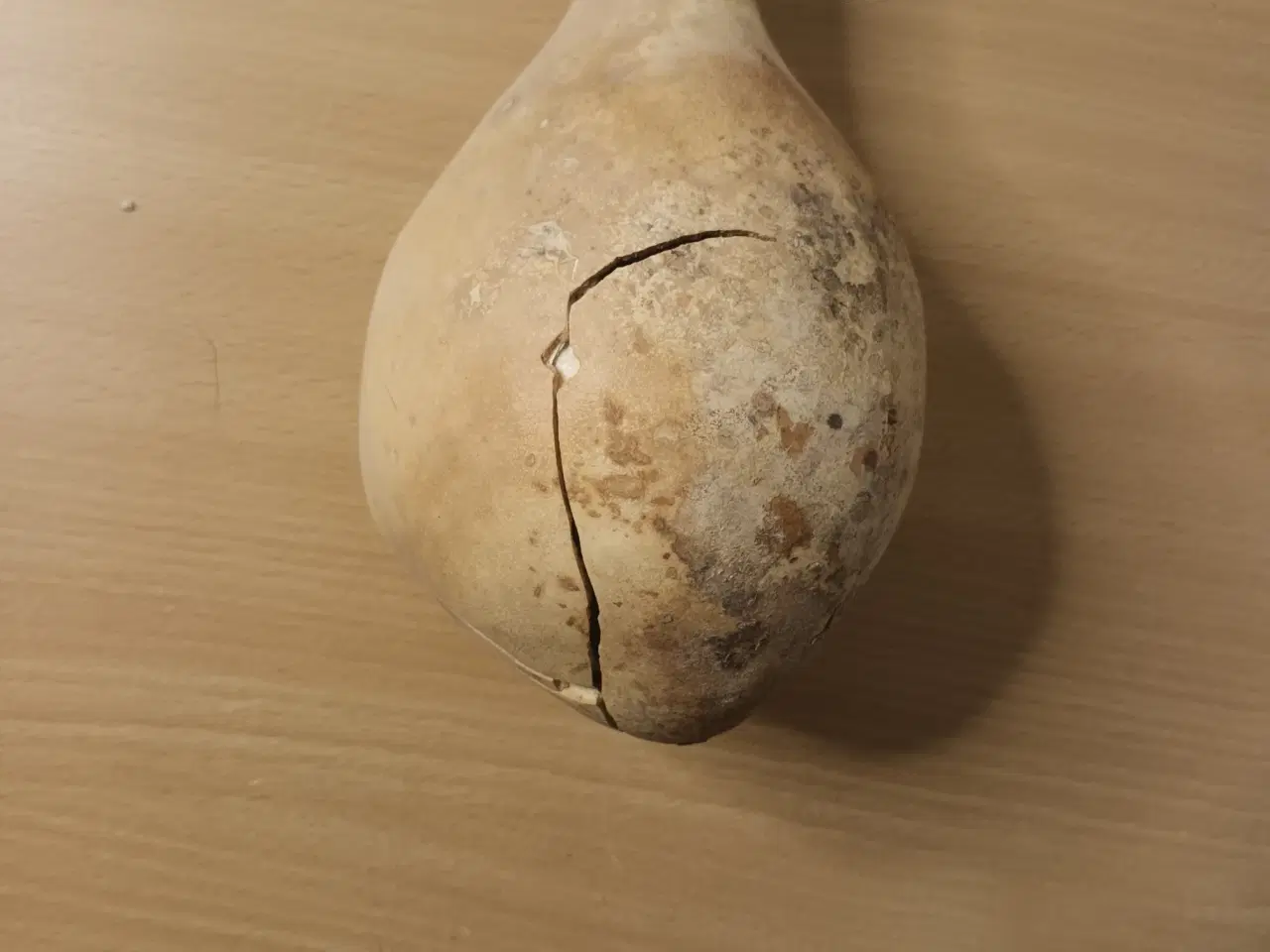 Billede 3 - Tørret Kalabas