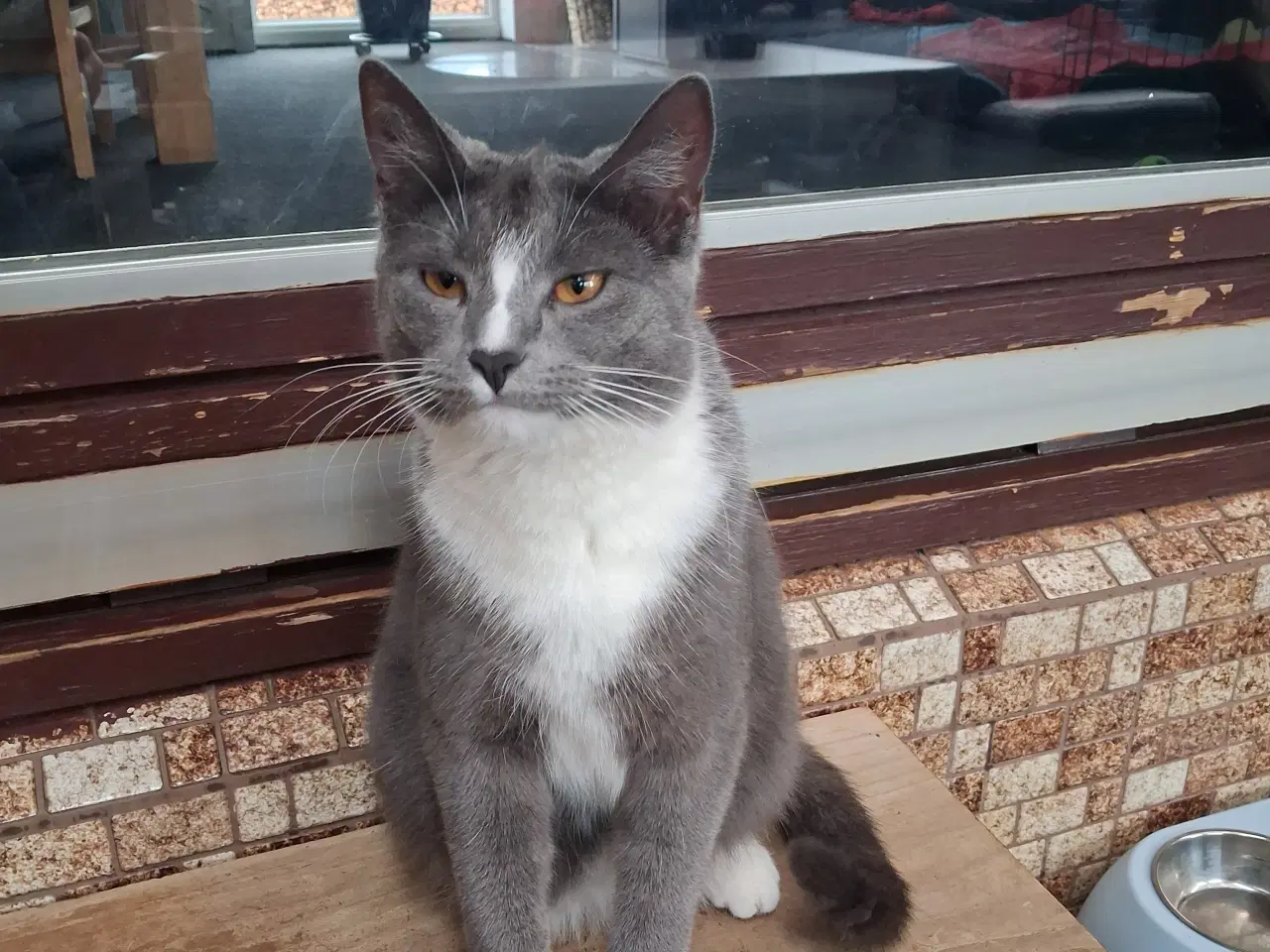 Billede 2 - Hun kat søger et kærligt hjem 