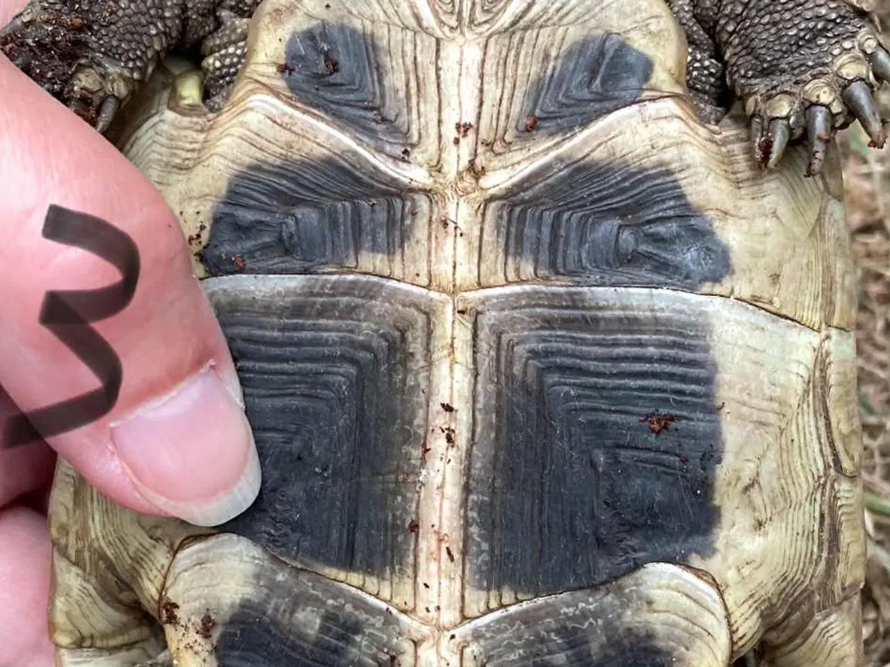 Billede 5 - Skildpadder, Græske landskildpadder 7-9 år
