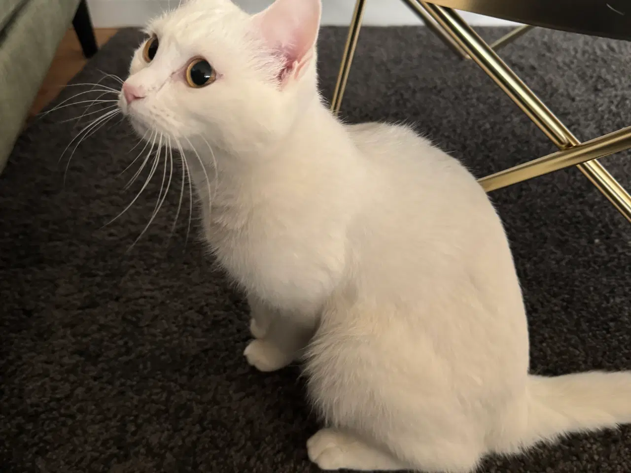 Billede 2 - Hvid huskat (indekat) 