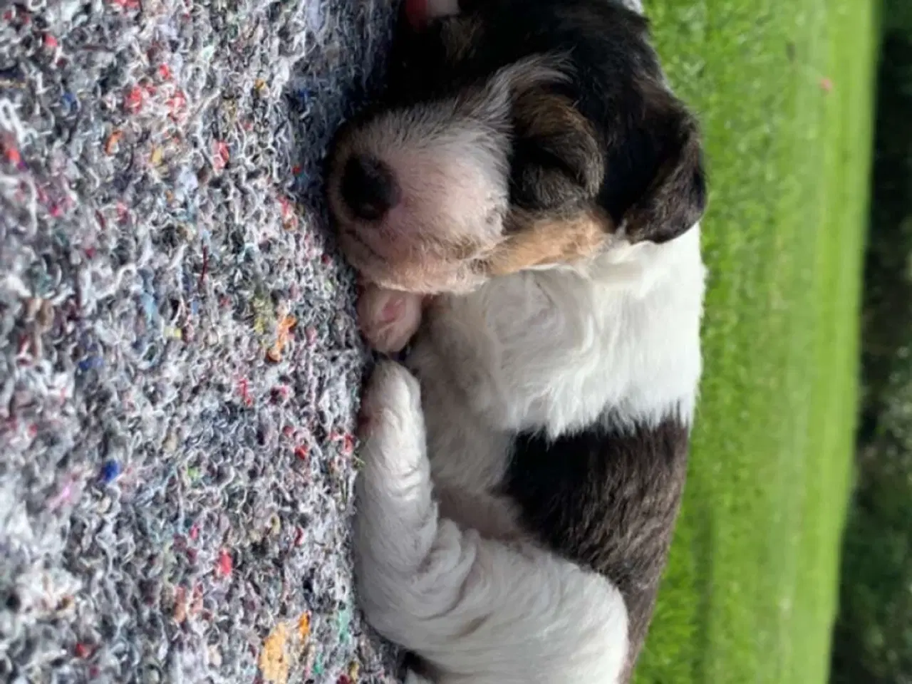 Billede 3 - Ruhåret FOX terrier 