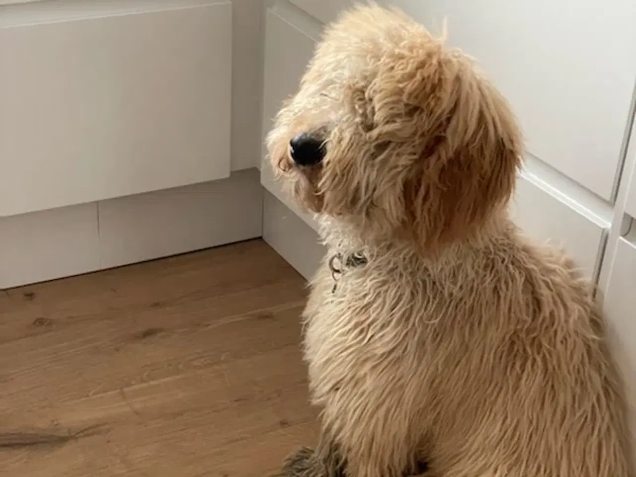 Billede 14 - Goldendoodle Mellem klar uge 40