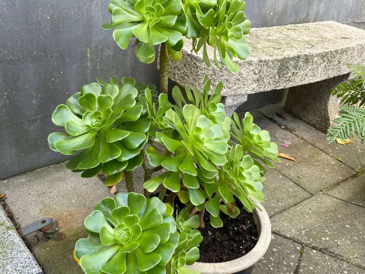 Billede 1 - Flot Aeonium