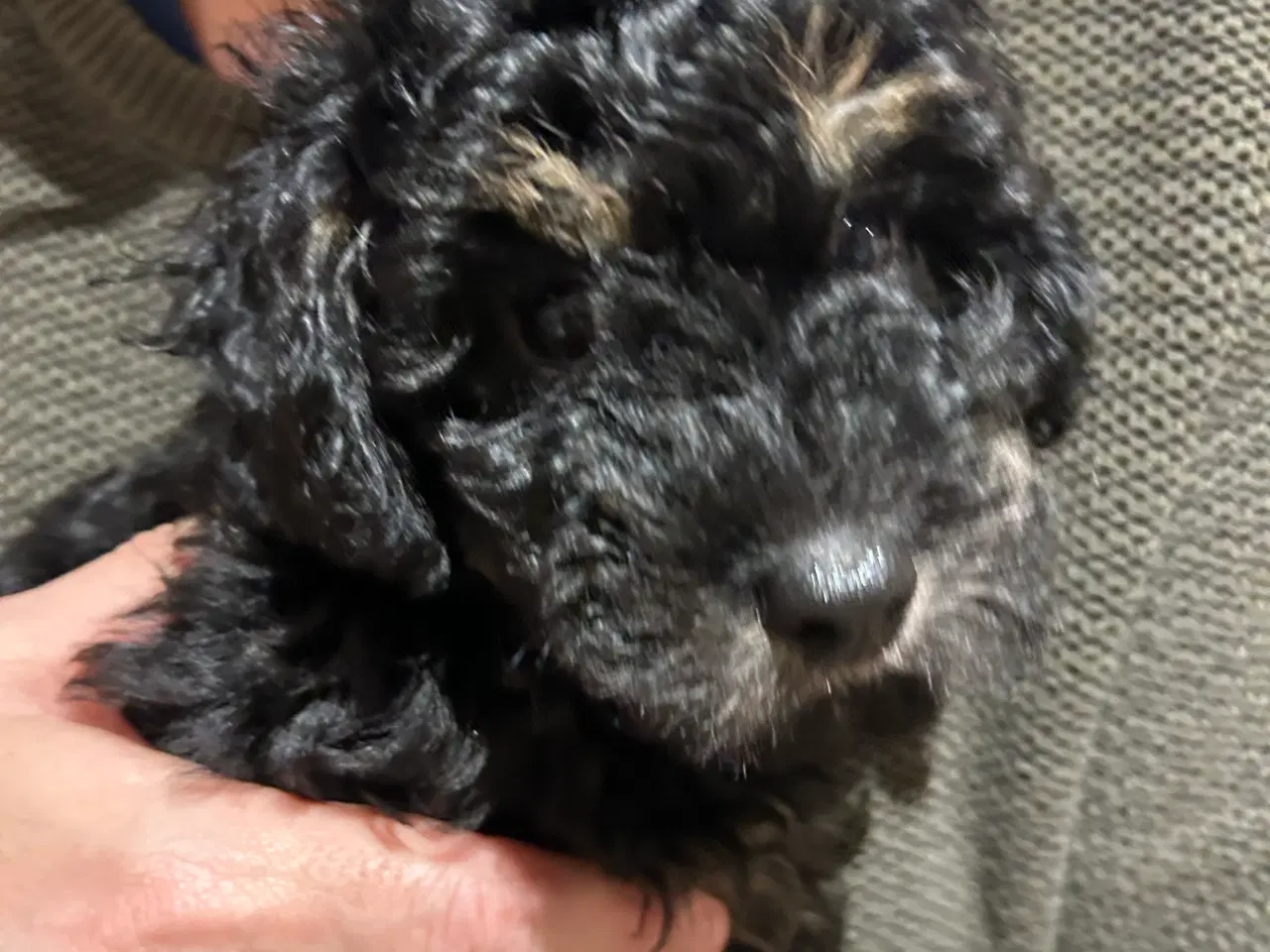 Billede 4 - ✨ Cavapoo F1b hvalp – klar til julehygge 🎁