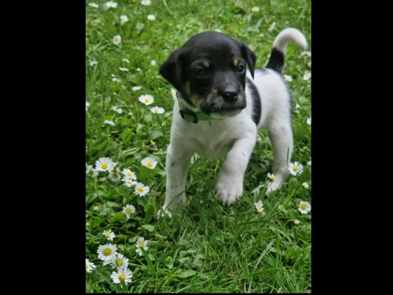 Billede 18 - Dansk svensk gårdhunde hvalpe 