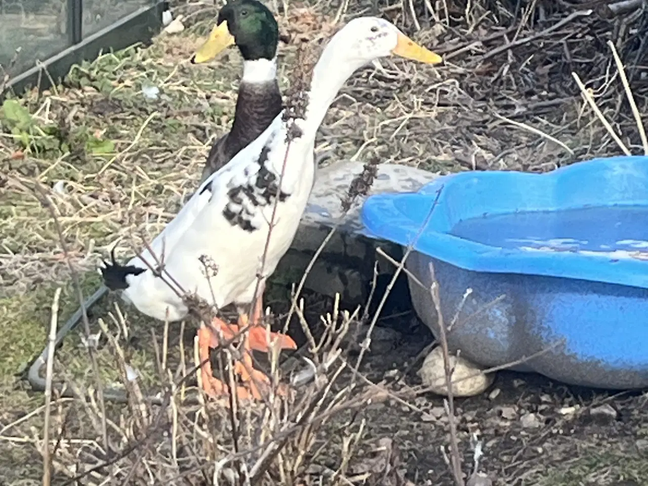 Billede 3 - Løbeænder (par) fra 2025