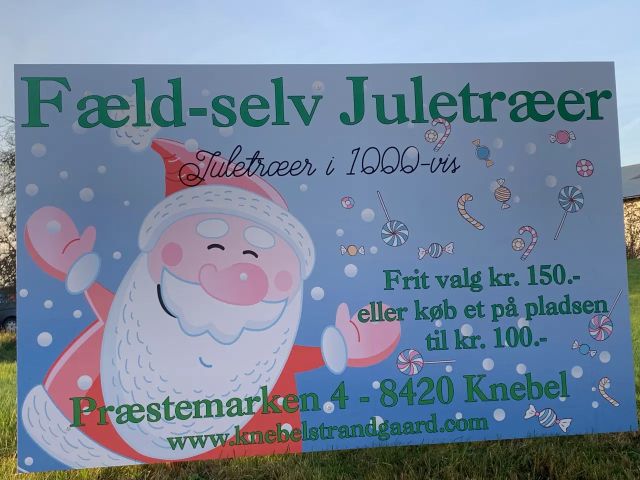 Billede 1 - Fæld selv juletræer 