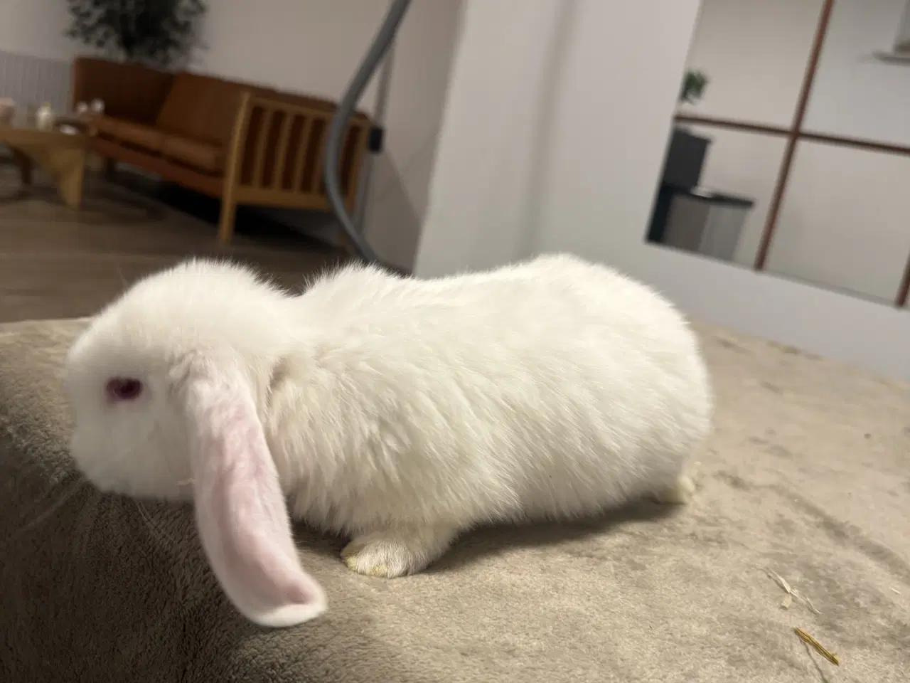 Billede 5 - Fransk vædder kanin unger 