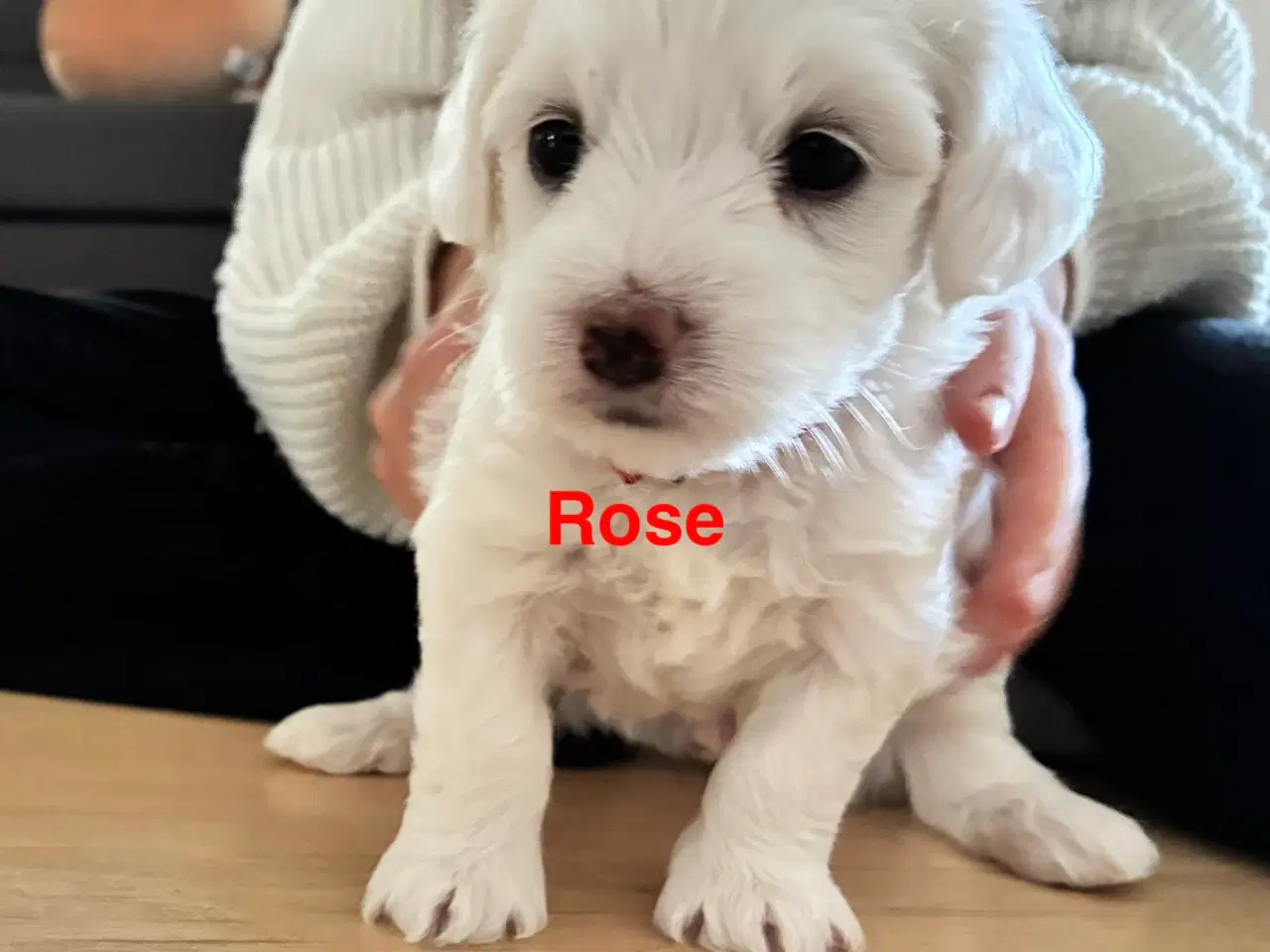 Billede 2 - Bichon maltesere 