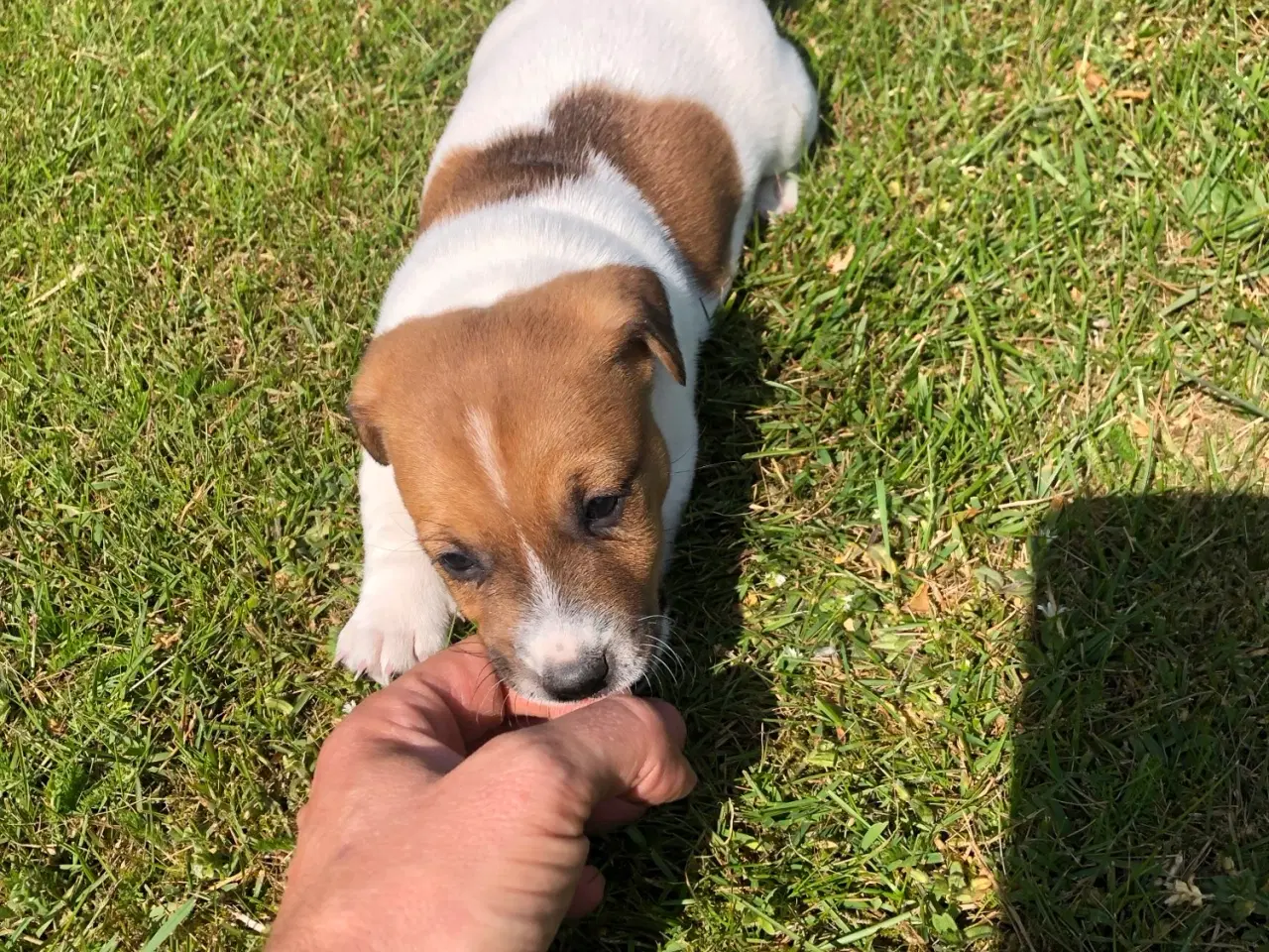 Billede 11 - Jack Russel Terrier