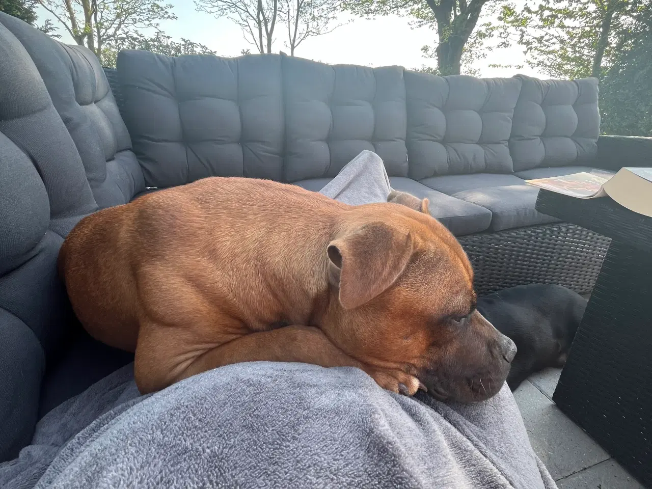 Billede 3 - Staffordshire Bull Terrier