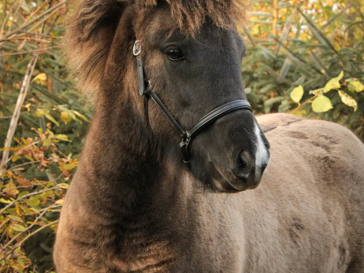 Billede 4 - Skønneste islænder hoppeføl!