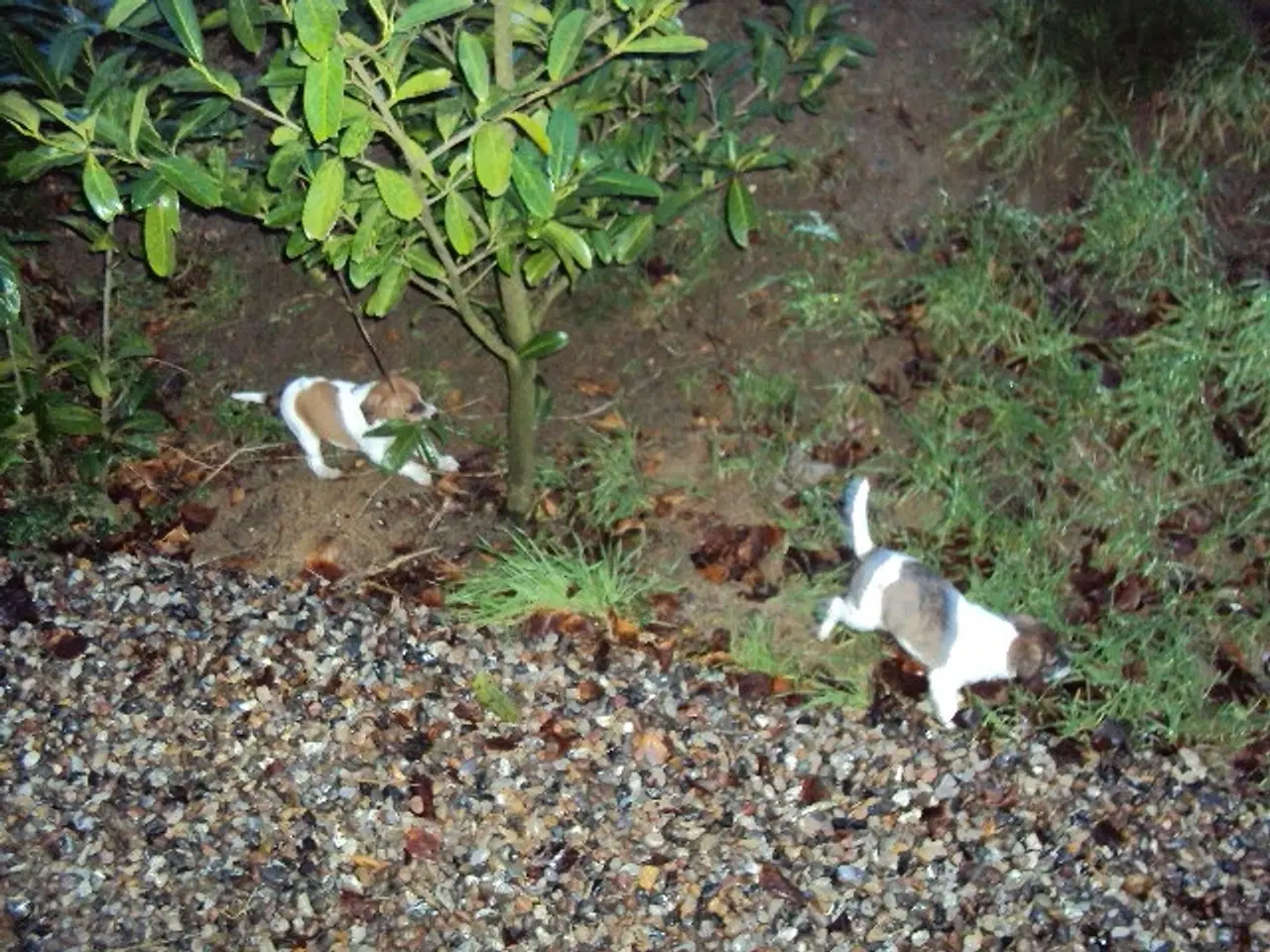 Billede 3 - Dansk/svensk gårdhund hvalpe