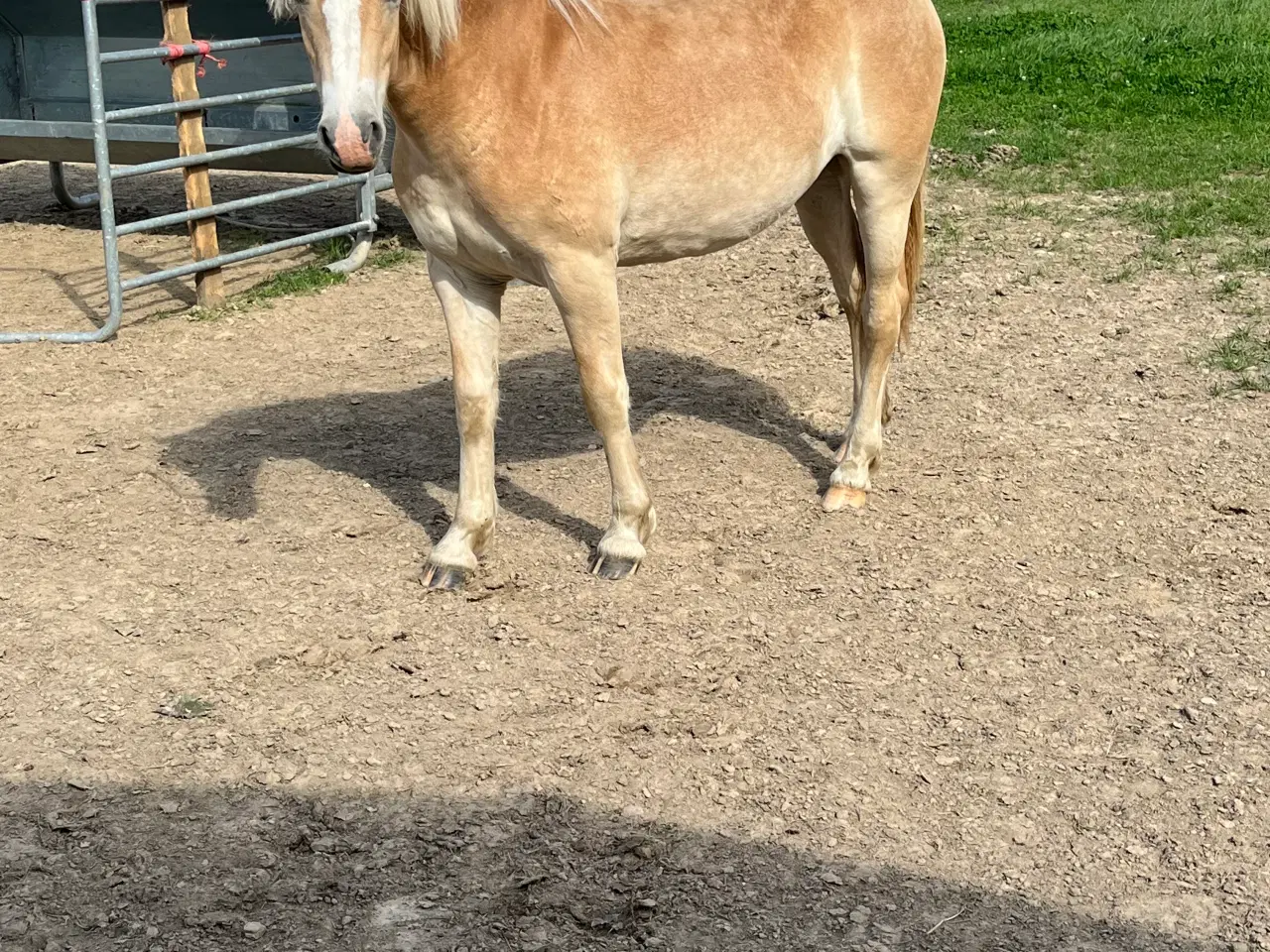 Billede 4 - 1 års haflinger hoppe efter 1 klasse forældre