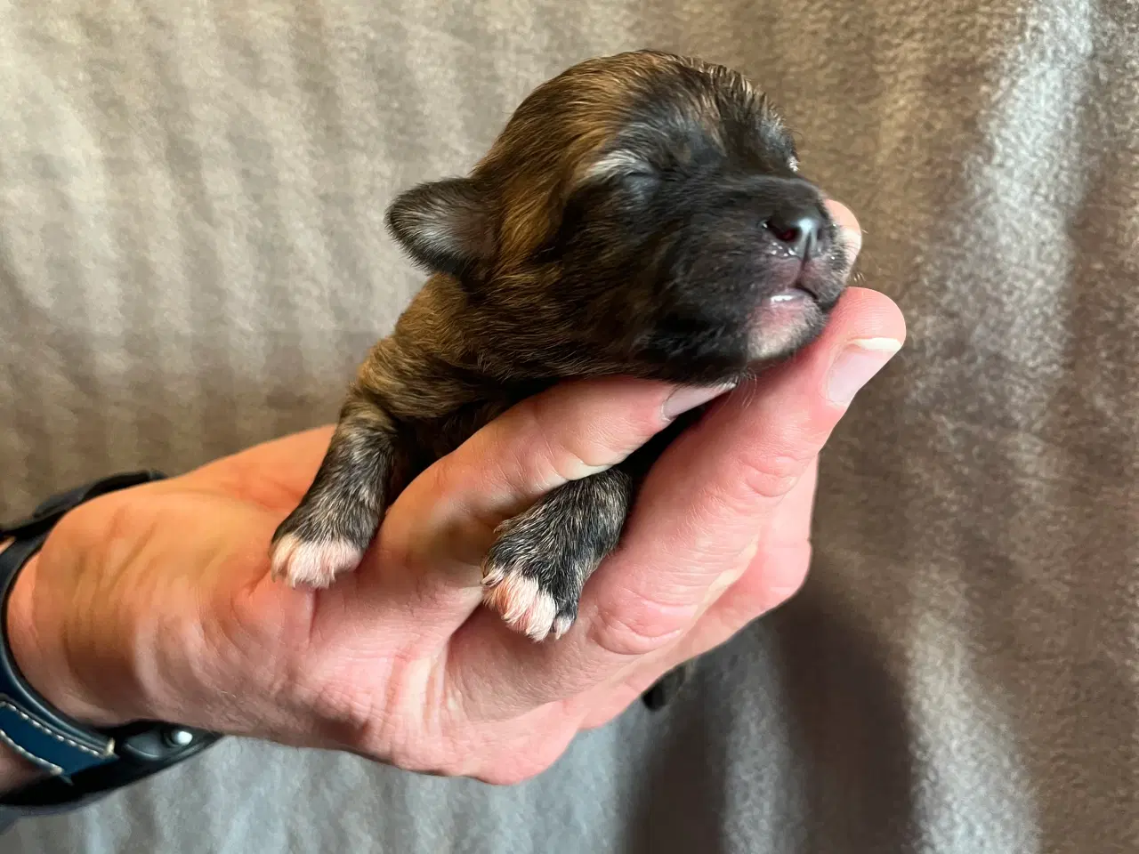 Billede 2 - 3 lækre tæver til salg. Små blandinger