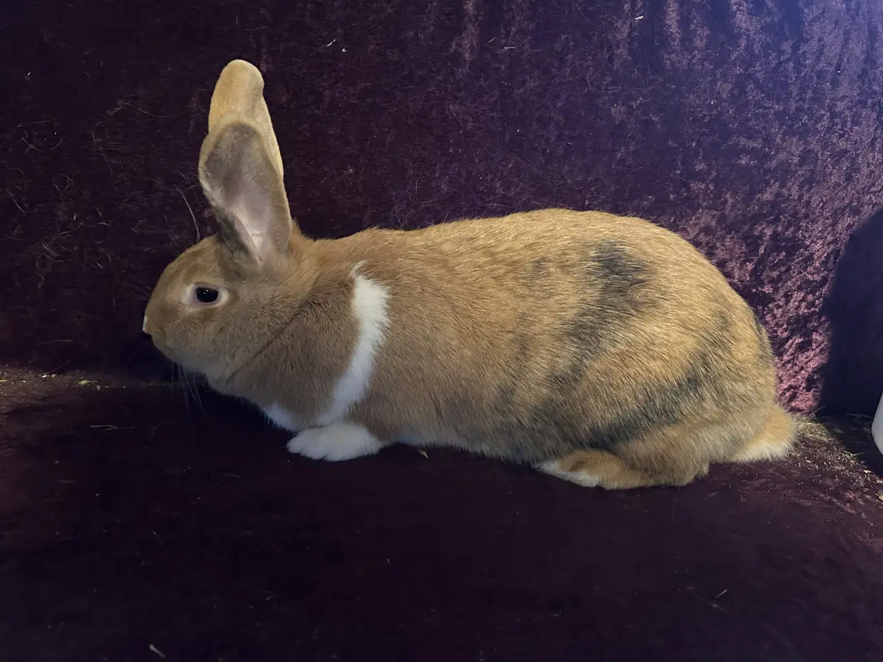 Billede 1 - Kaniner