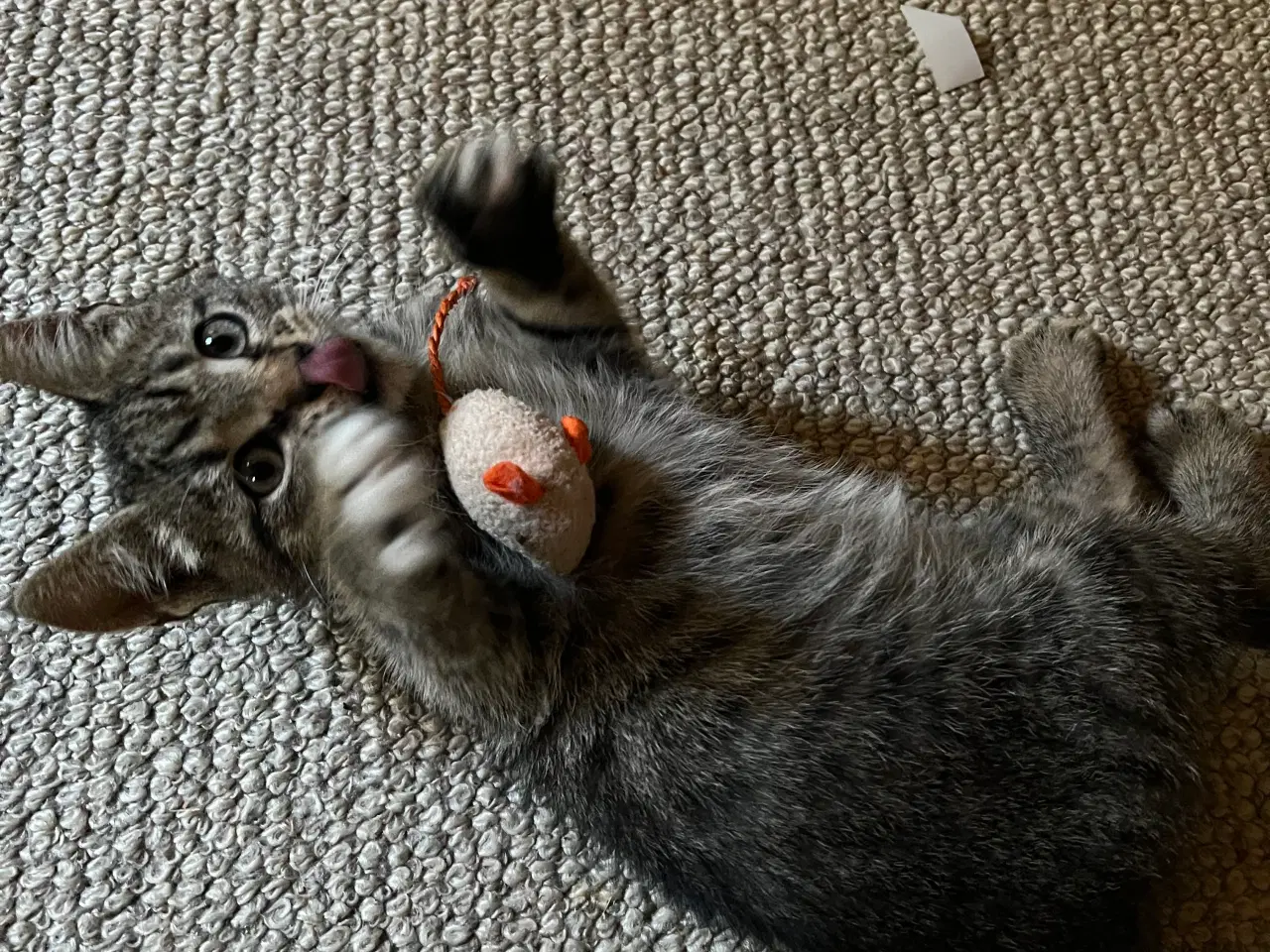 Billede 10 - To han killinger