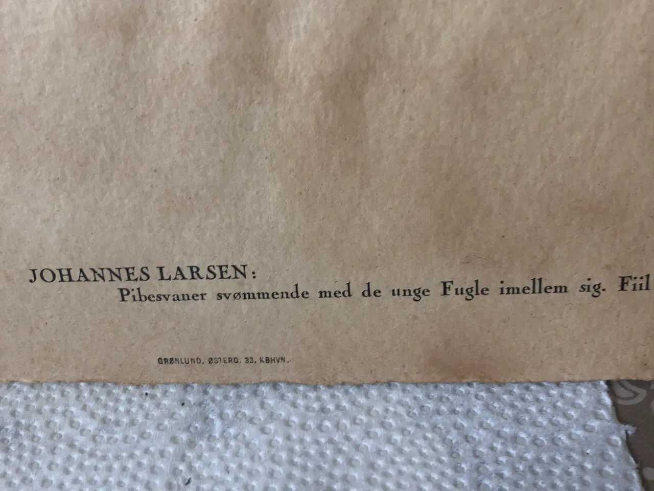 Billede 2 - Pibesvaner svømmende med unge fugle
