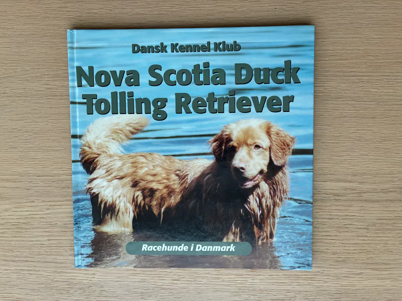 Billede 1 - Nova Scotia Duck -  Tolling Retriever