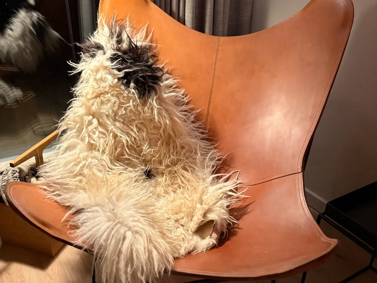 Billede 2 - Cuero Pampa Mariposa - Montana - Sort Stel