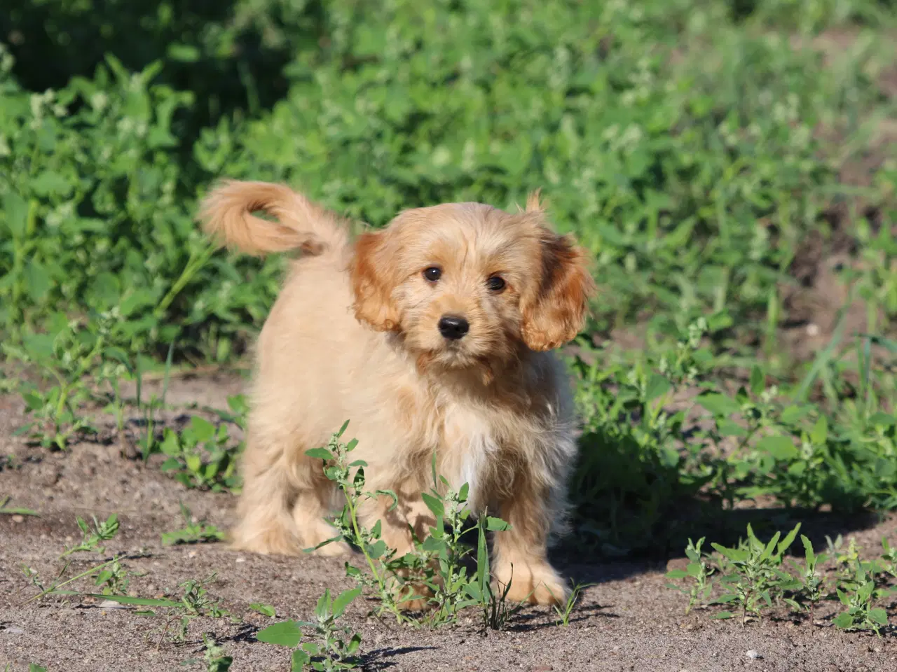 Billede 2 - Cavalier King Charles Spaniel