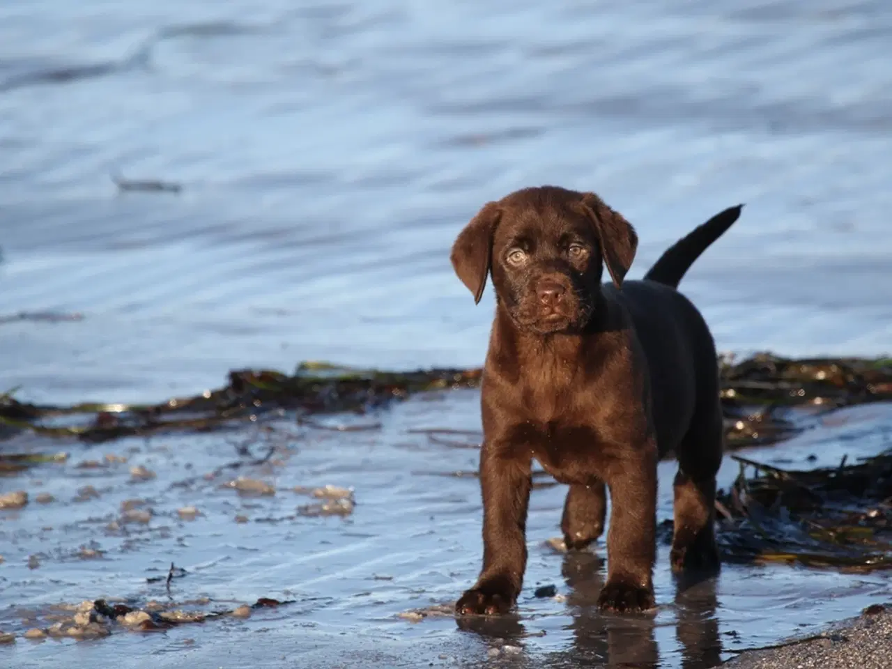 Billede 14 - Labrador
