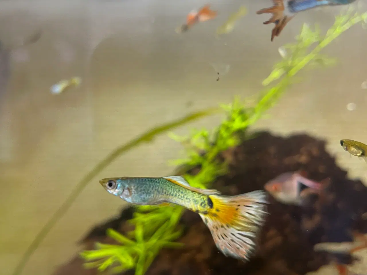 Billede 2 - Flotte guppyer i gule og orange farver.