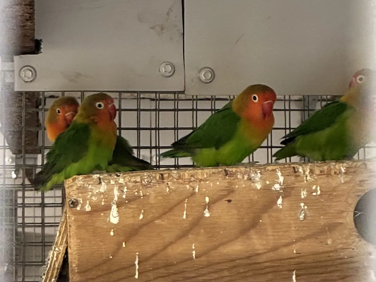 Billede 3 - Dværgpapegøjer 