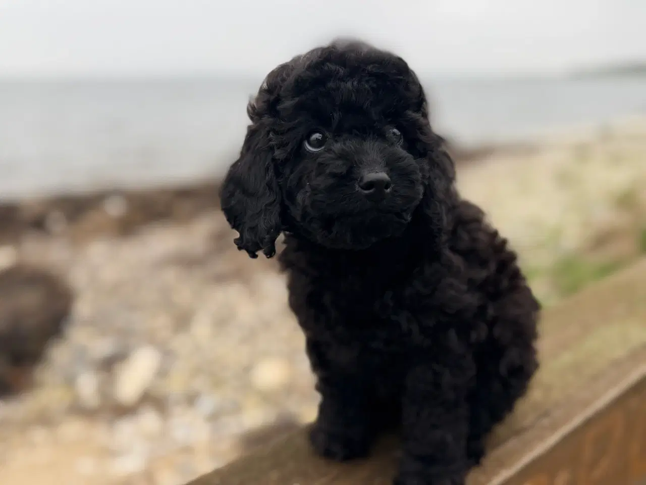 Billede 4 - Mellem Puddel