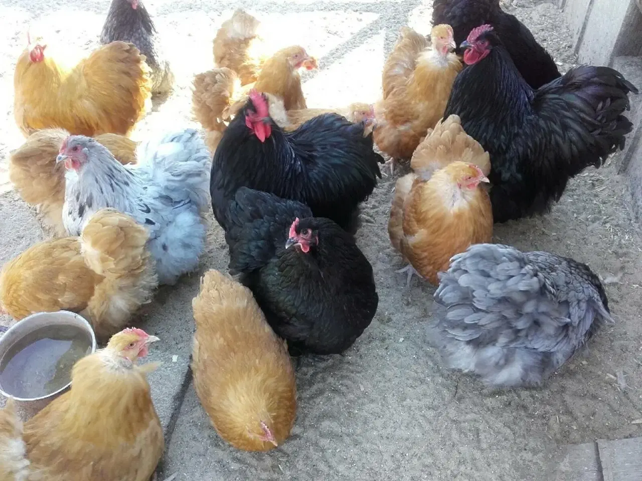 Billede 1 - Varmefrie kyllinger sælges 