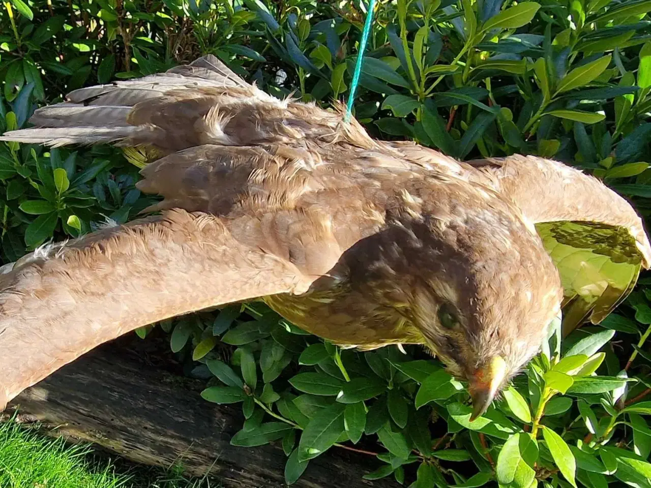 Billede 5 - Flyvende musvåge, flot fjerdragt, udstop sælges