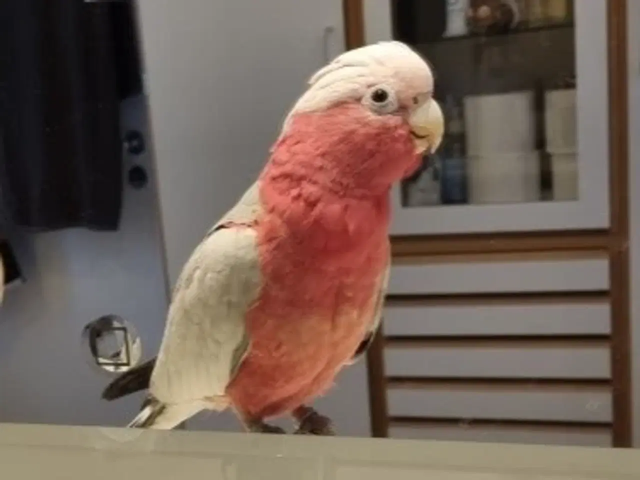 Billede 3 - Tam Rosa Kakadue (han) på 1 år sælges