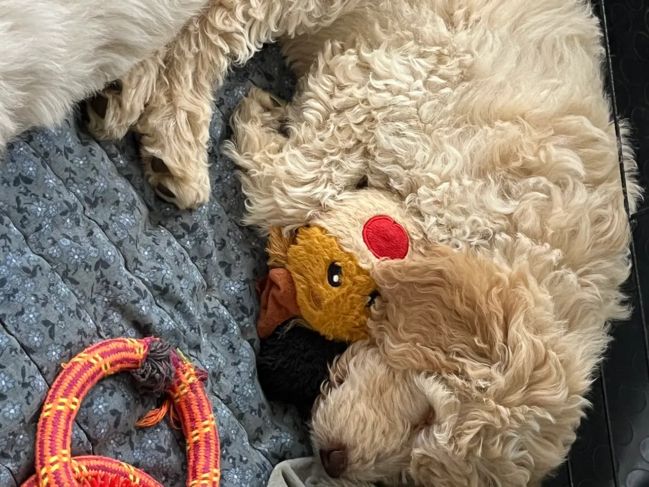 Billede 5 - Lækker labradoodle hvalp