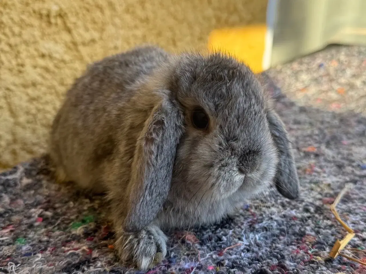 Billede 4 - Han Dværgvædder unge sælges