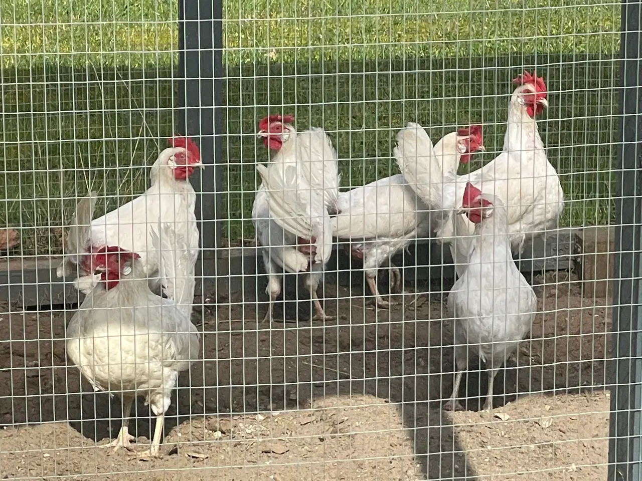 Billede 1 - 6 æglæggende hvide italienere